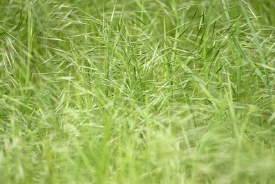 Full frame shot of corn field