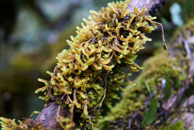 A macro shot of a branch covered with moss, south island, new zealand, glacier fox
