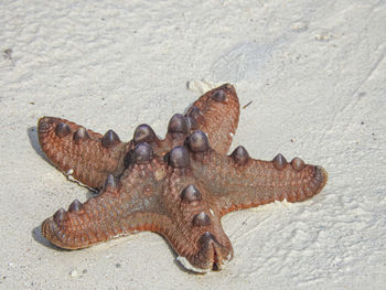 starfish