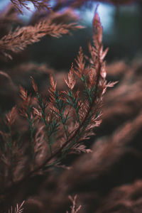 Orange dry branch of a coniferous plant on a blurred background. september details. autumn 