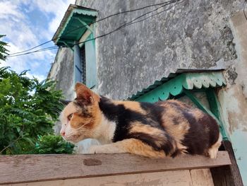 Cat lying on a building