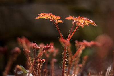 Close-up of flowering plant