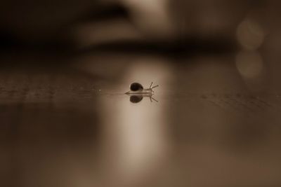 Close-up of snake on table