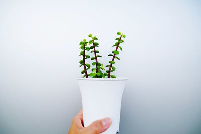 Close-up of hand holding plant against white background