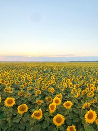 Scenic view of sunflower field against sky