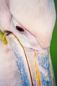 Close-up of a bird