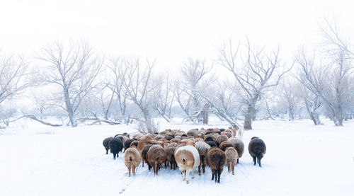 View of animals on snow covered field