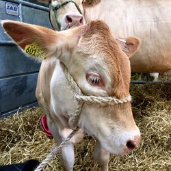 Close-up of cow