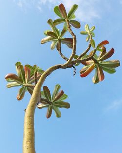 Low angle view of flowering plant against clear blue sky