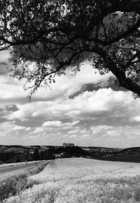 Scenic view of agricultural field against sky