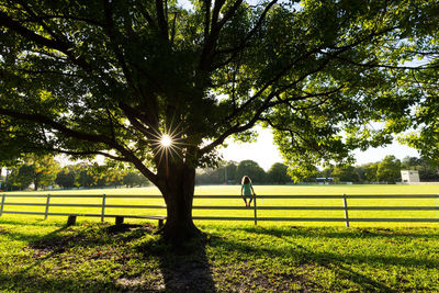 Trees growing on field