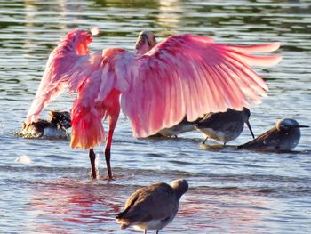 Birds in water