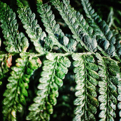 Close-up of leaves