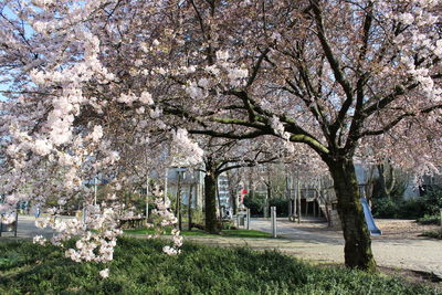 Flowers growing on tree