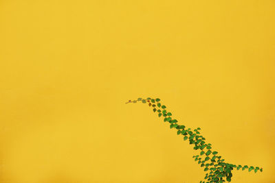 Low angle view of plant against yellow wall