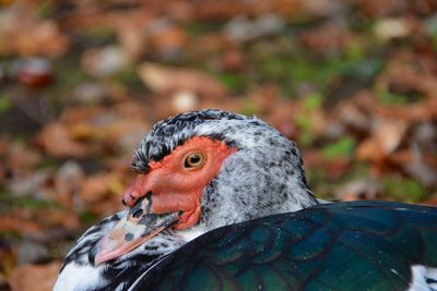 Close-up of bird