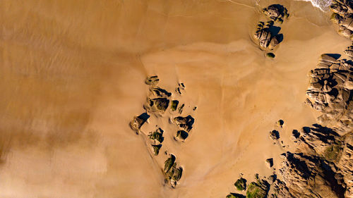 High angle view of dry leaf on sand