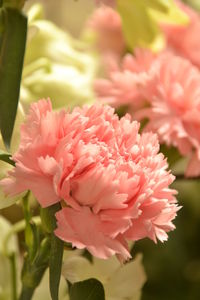 Close-up of flowers blooming at park