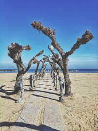 Bare tree on beach against clear blue sky