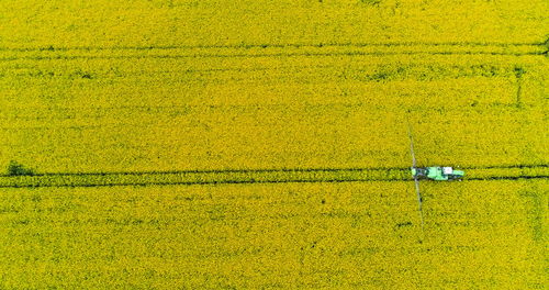 Close-up of yellow flowering plant on field