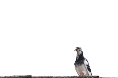 Low angle view of bird perching against clear sky