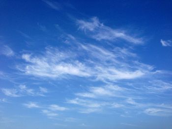 Low angle view of trees against blue sky