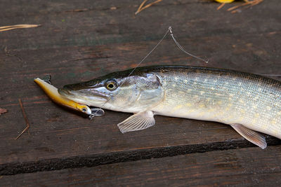 Close-up of fish on wood