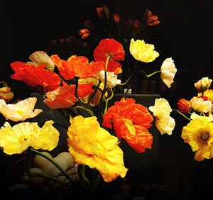 Close-up of orange flowers