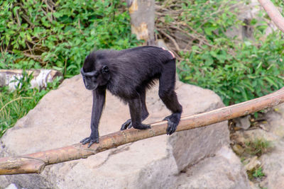 Monkey sitting on rock