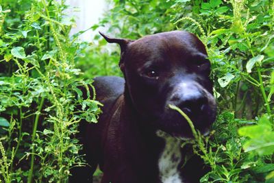 Close-up of dog on grass