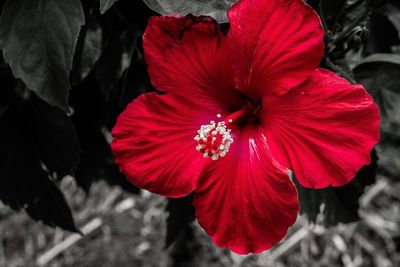 flowering plant