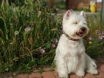 White dog in a field