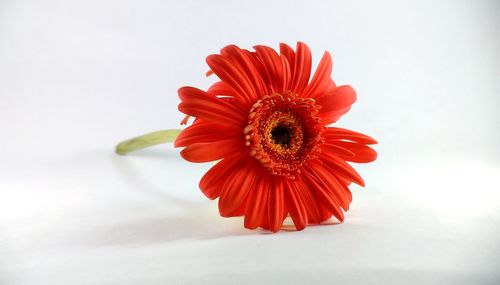 Close-up of red hibiscus against white background