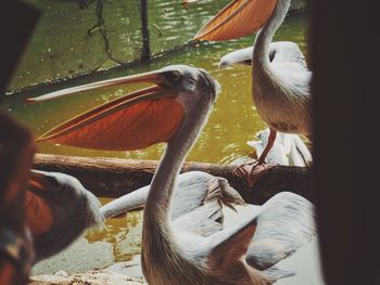 Close-up of pelican in park