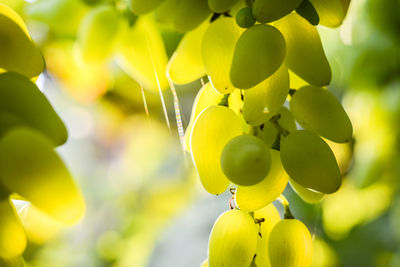 Close-up of fruits growing on plant