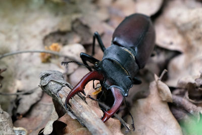 Stag beetle on the ground