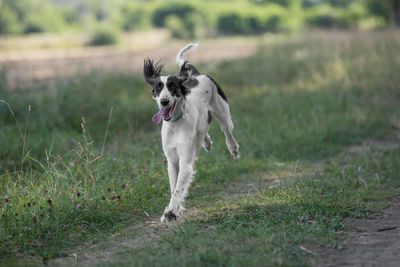 Dog running on field