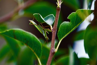 Close-up of insect on plant