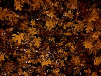 Full frame shot of tree branches