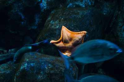 Close-up of fish swimming in sea