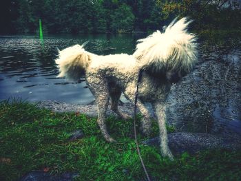 Dogs standing on grass against trees