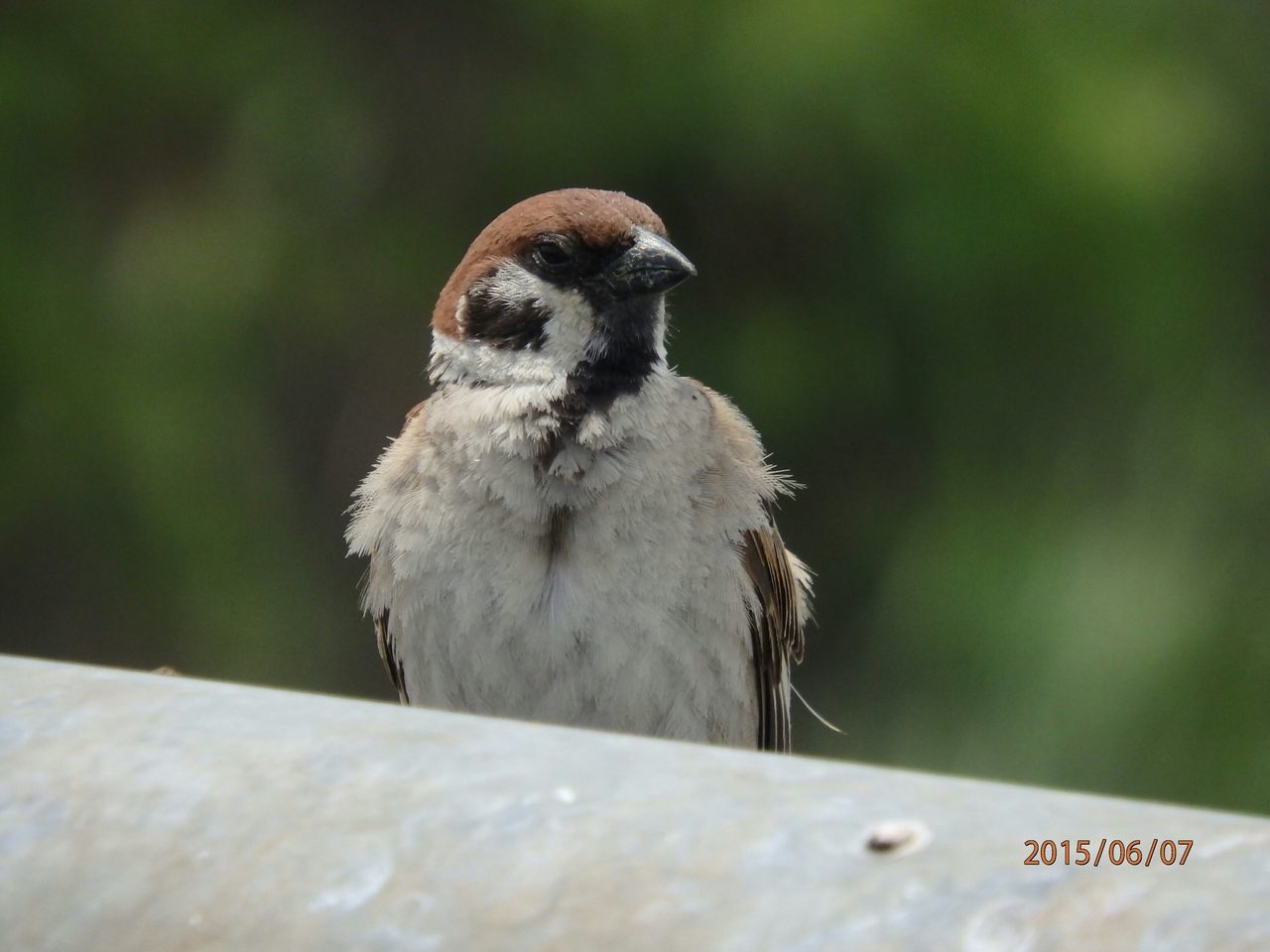 focus on foreground, one animal, animal themes, animals in the wild, close-up, wildlife, bird, perching, selective focus, nature, day, outdoors, white color, side view, no people, animal head, beak, looking away, front view, zoology