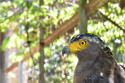 Close-up of eagle perching on tree