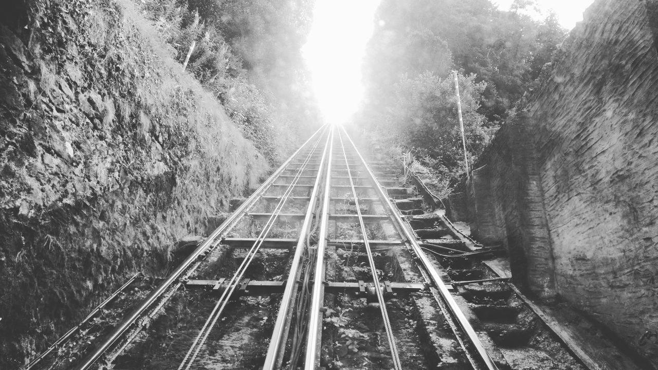 RAILROAD TRACKS IN FOREST