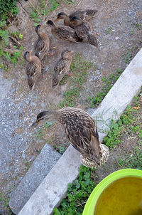 High angle view of bird drinking water