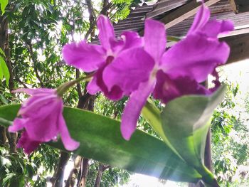 Close-up of pink flowers