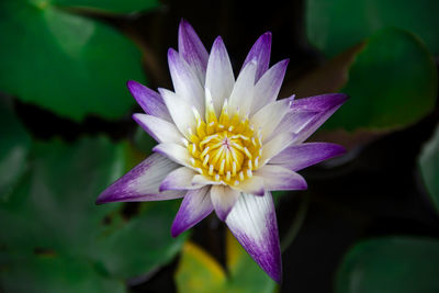 Close-up of lotus water lily in pond