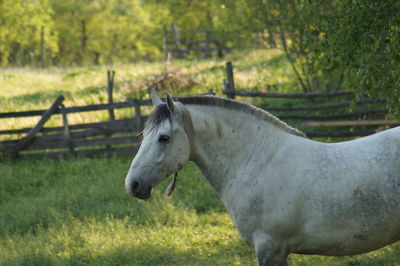 Horse in field