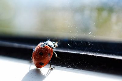 Close-up of ladybug on window