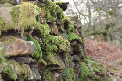 Close-up of moss on rock